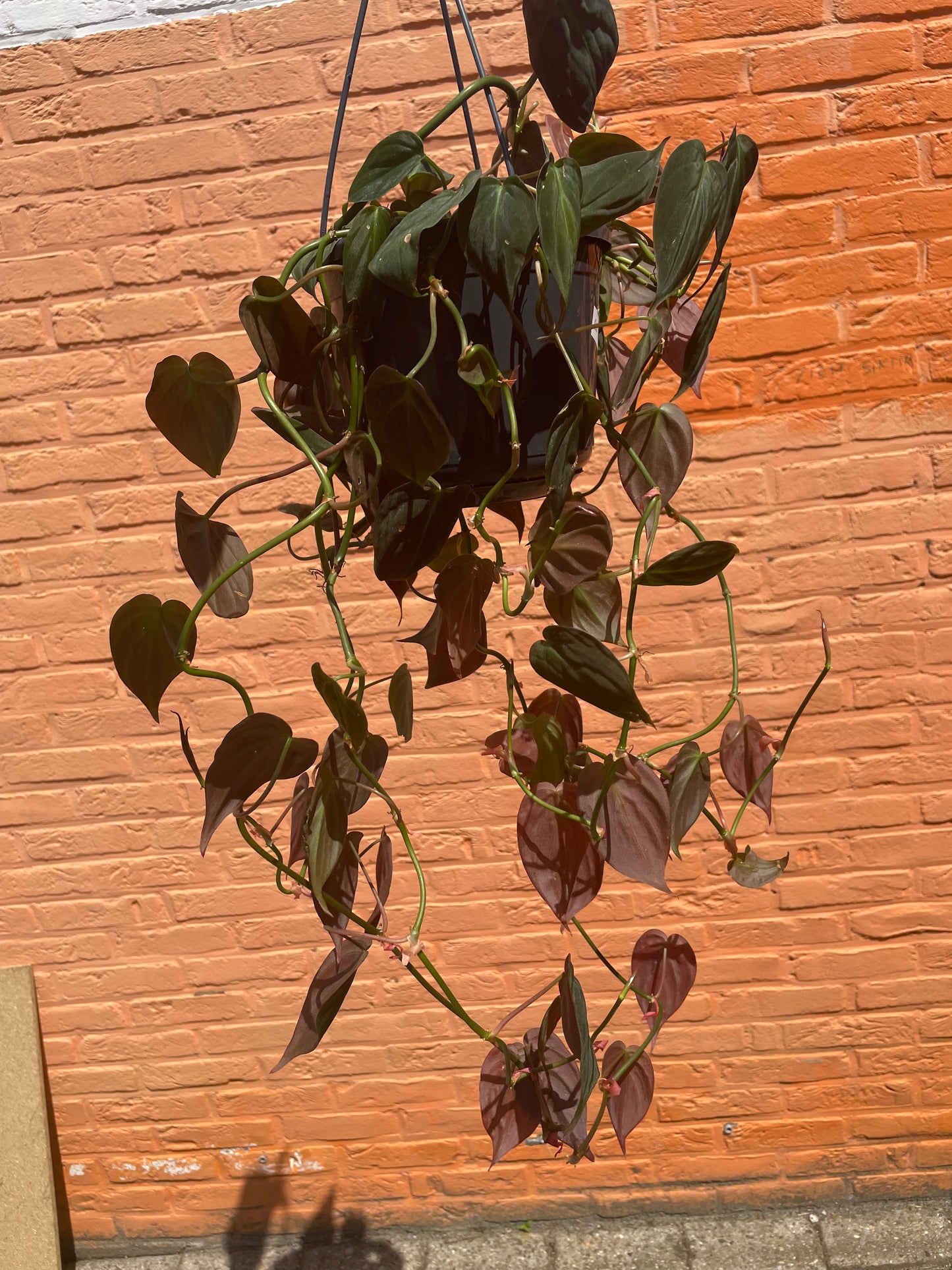 Philodendron "micans"