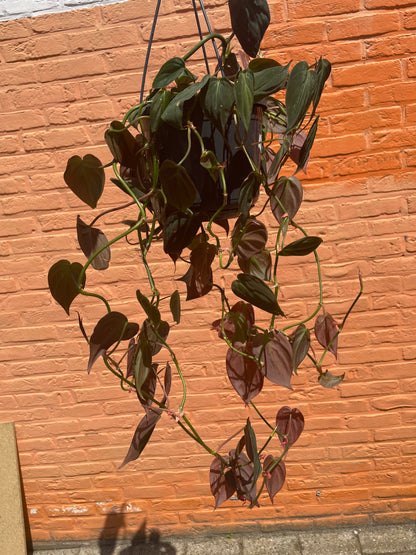 Philodendron "micans"