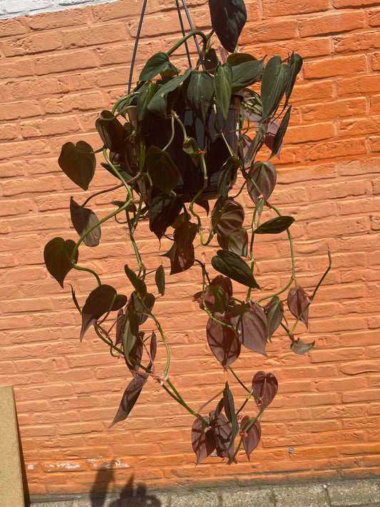 Philodendron "micans"