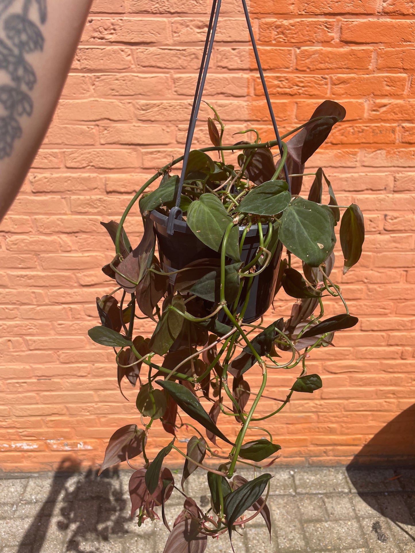 Philodendron "micans"