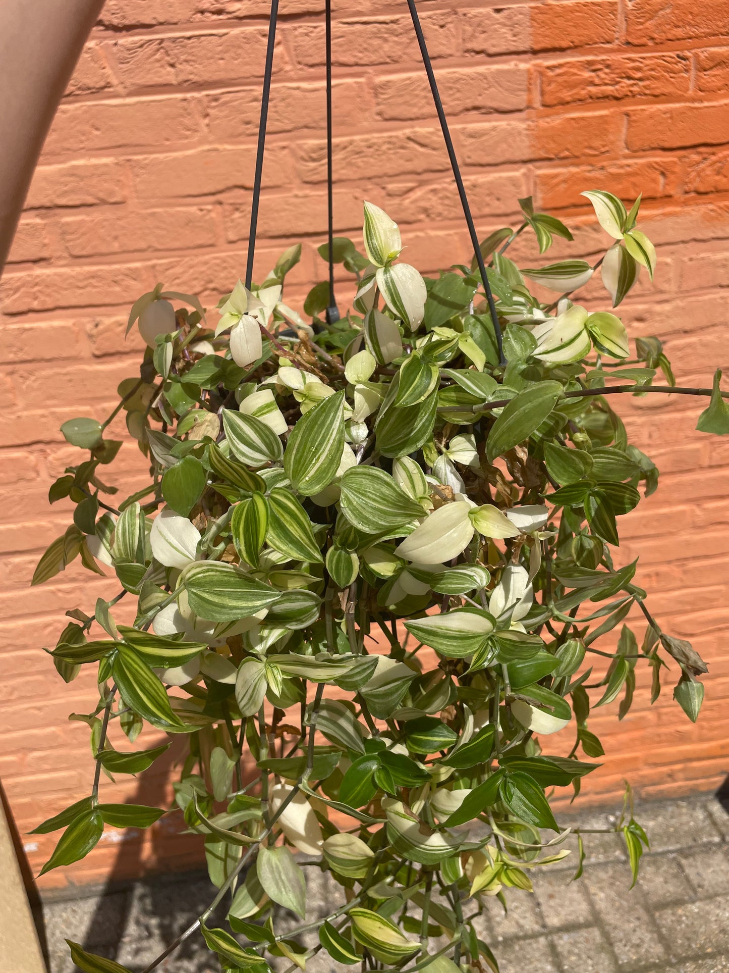 Tradescantia "yellow hill"