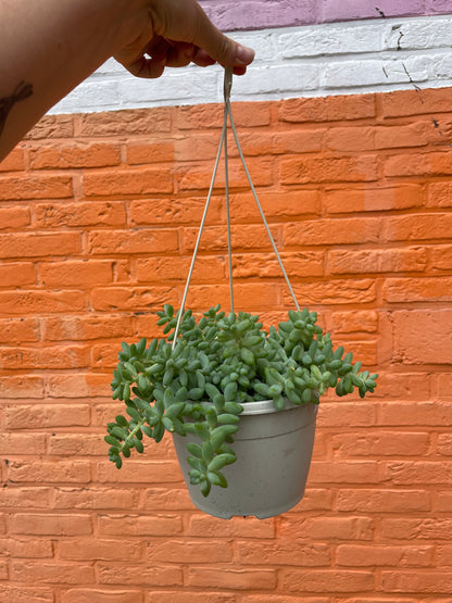 Sedum "burrito"