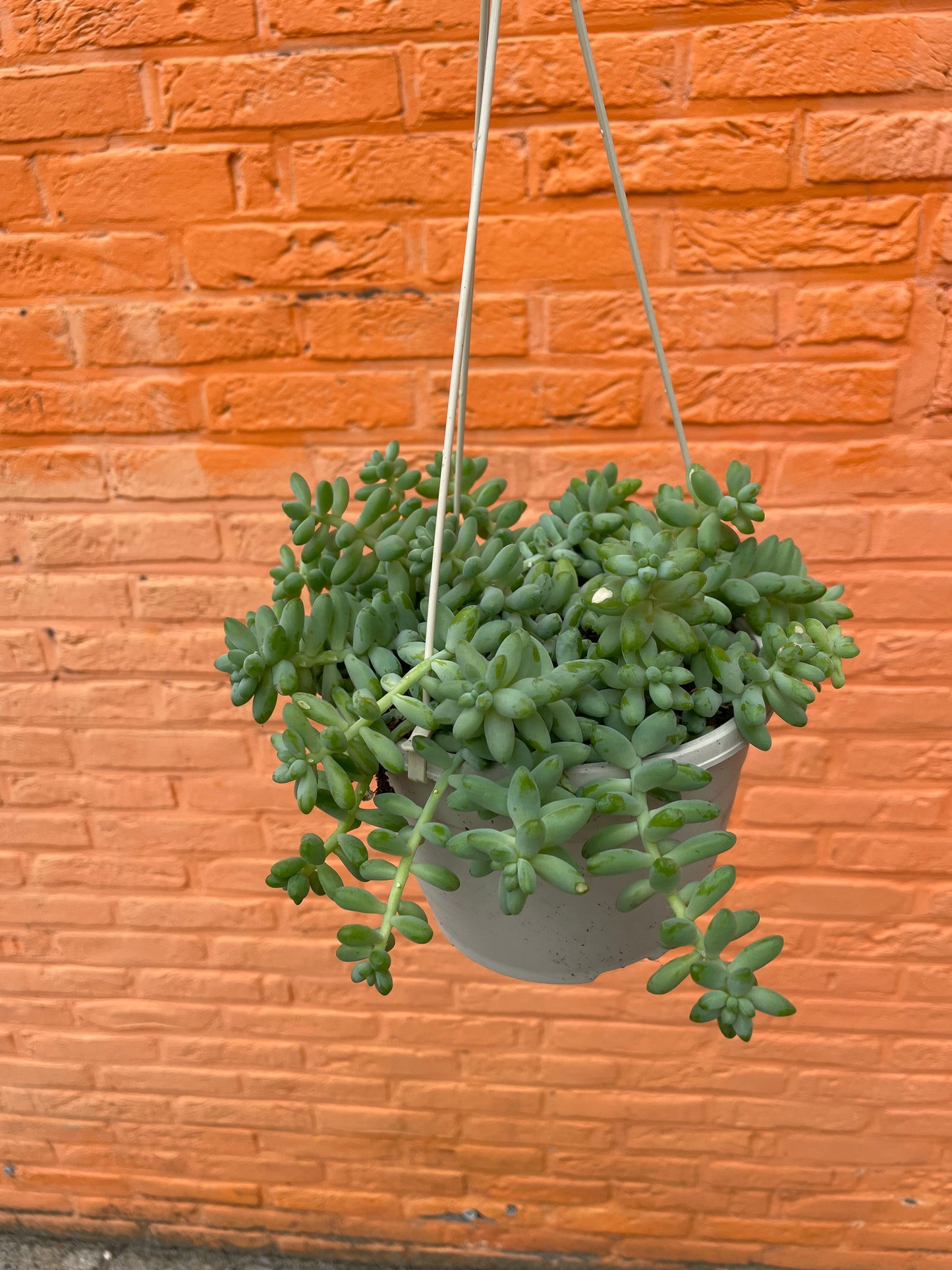Sedum "burrito"
