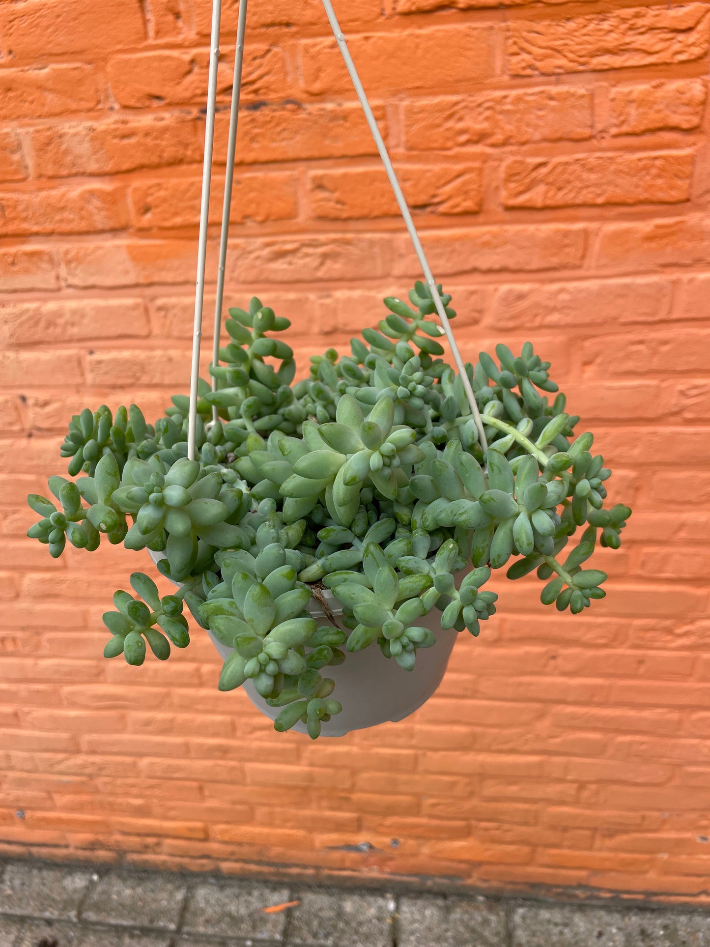 Sedum "burrito"