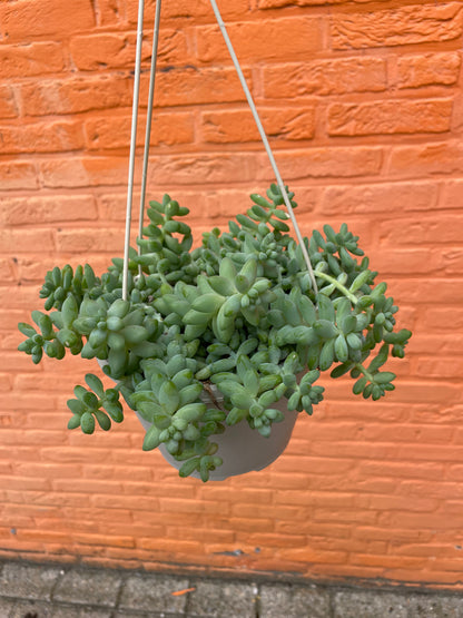 Sedum "burrito"