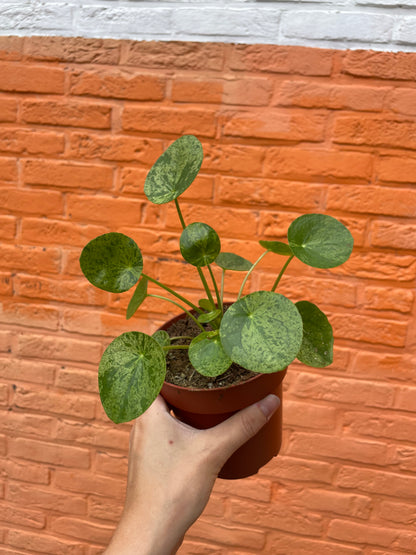 Pilea peperomioides "mojito" (pannekoekenplant)
