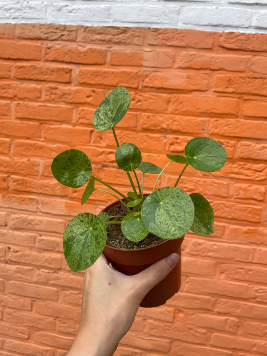 Pilea peperomioides "mojito" (pannekoekenplant)