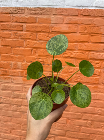 Pilea peperomioides "mojito" (pannekoekenplant)
