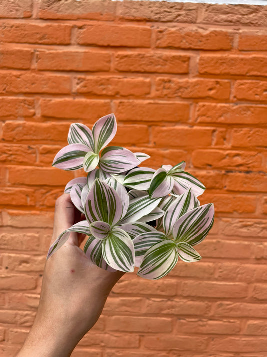 Tradescantia "fluminesis tricolor"