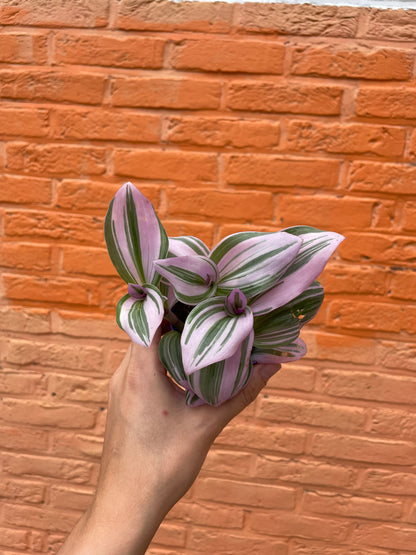 Tradescantia "nanouk"