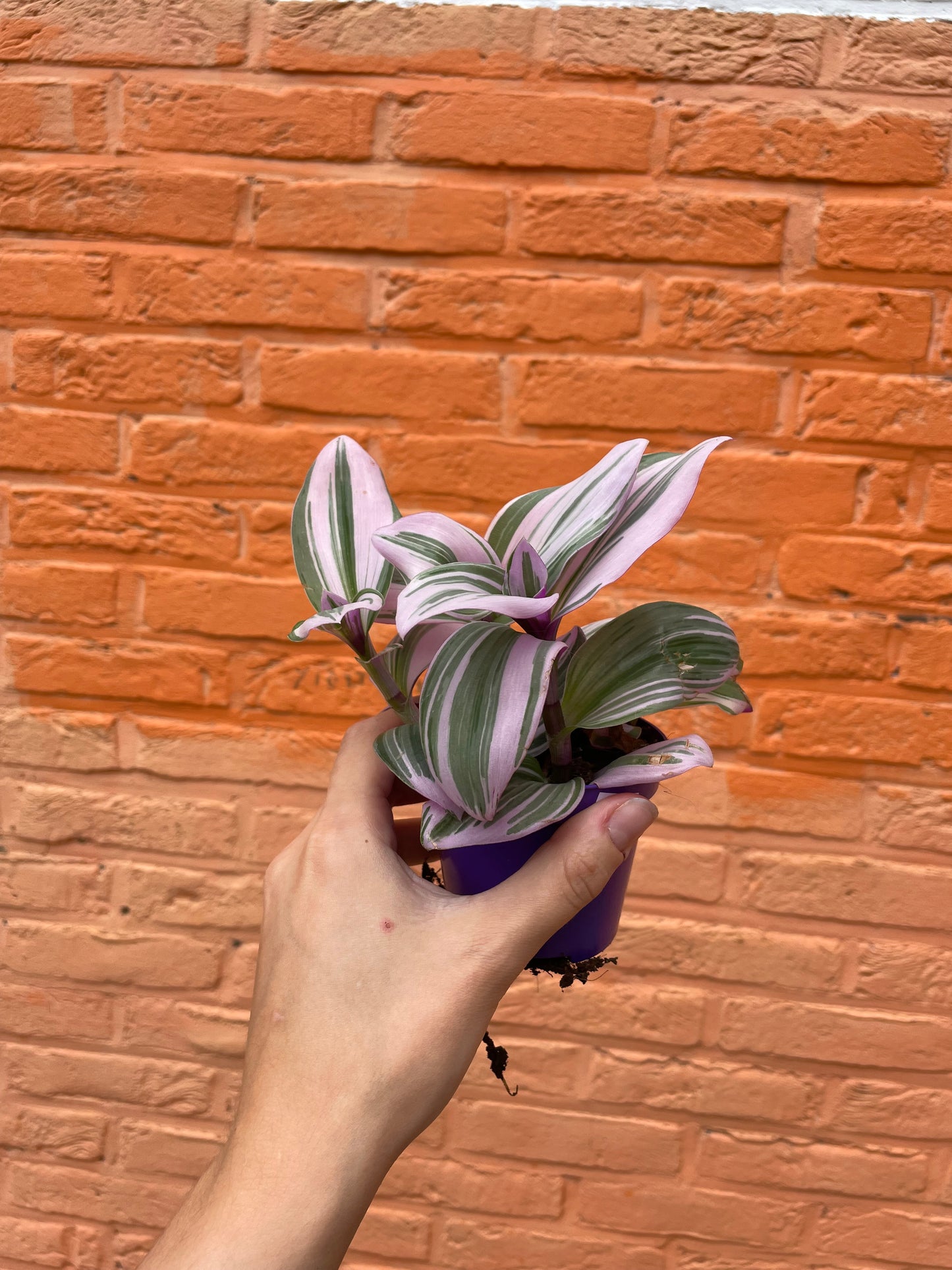 Tradescantia "nanouk"