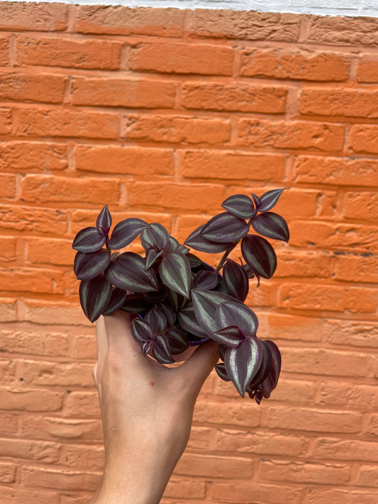 Tradescantia zebrina"purple joy"