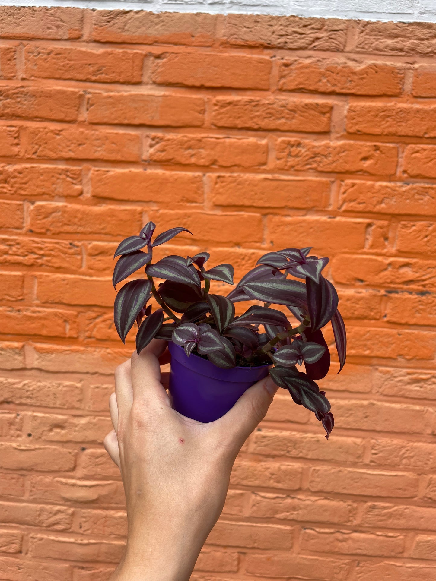 Tradescantia zebrina"purple joy"