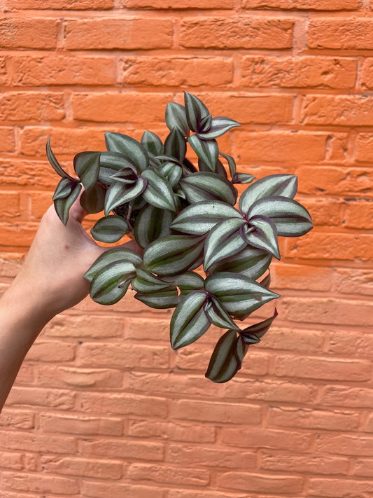 Tradescantia "zebrina"