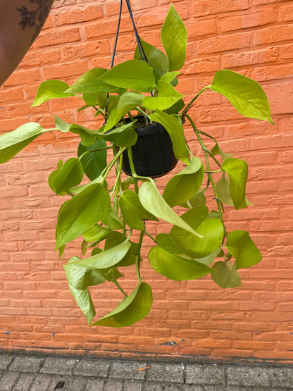 Epipremnum "neon"