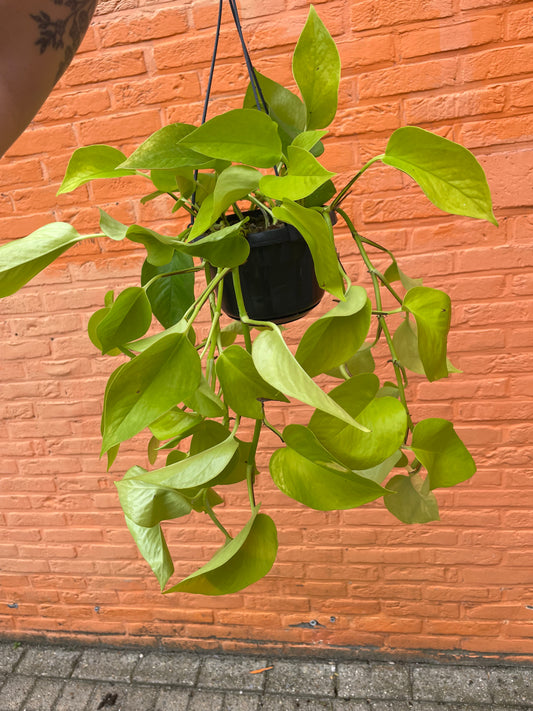 Epipremnum "neon"