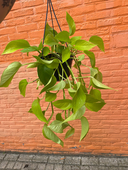 Epipremnum "neon"