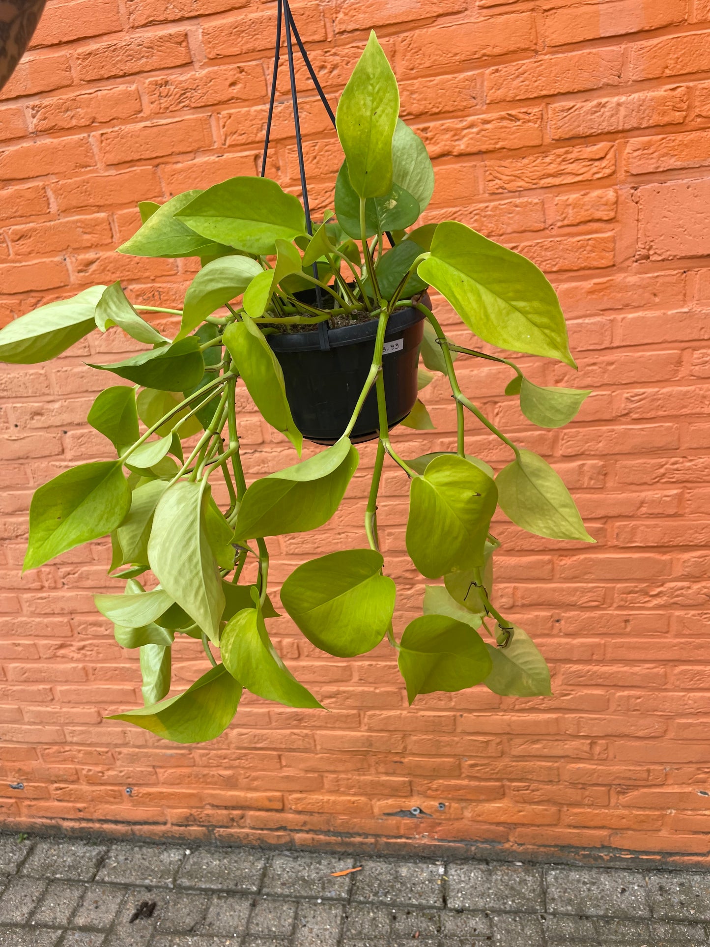Epipremnum "neon"