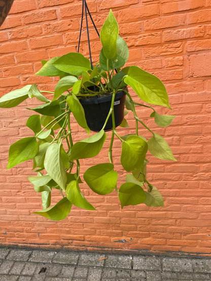 Epipremnum "neon"
