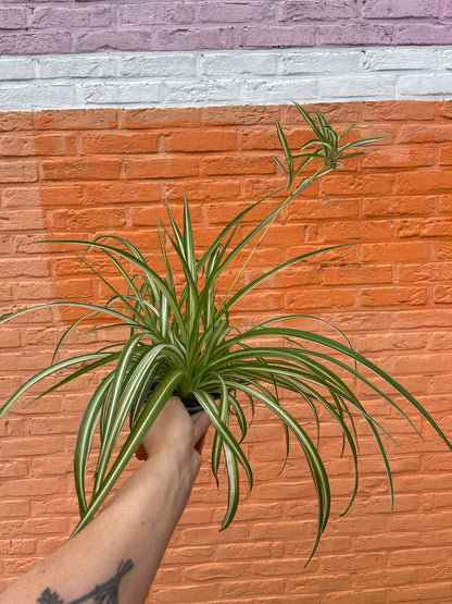 Chlorophytum comosum (graslelie)