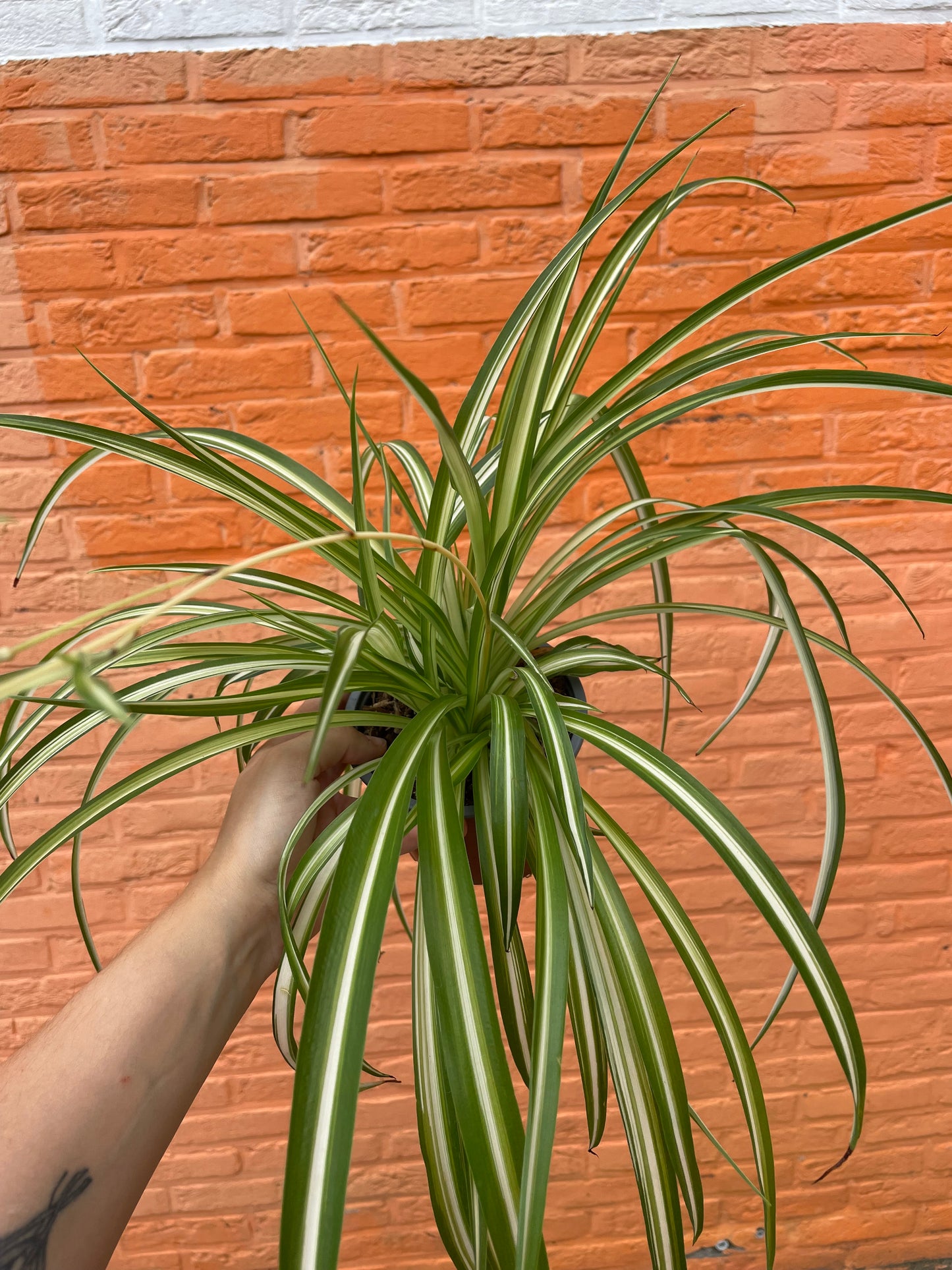 Chlorophytum comosum (graslelie)