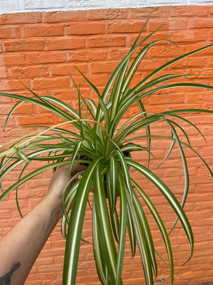 Chlorophytum comosum (graslelie)