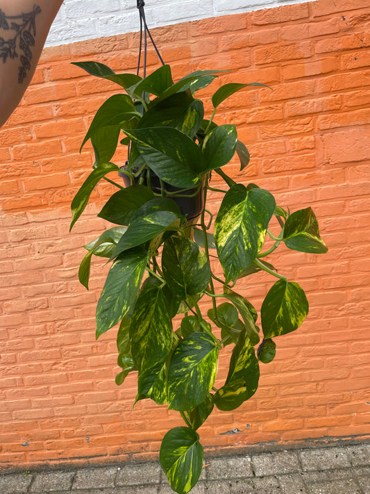 Epipremnum "aureum" (golden pothos)