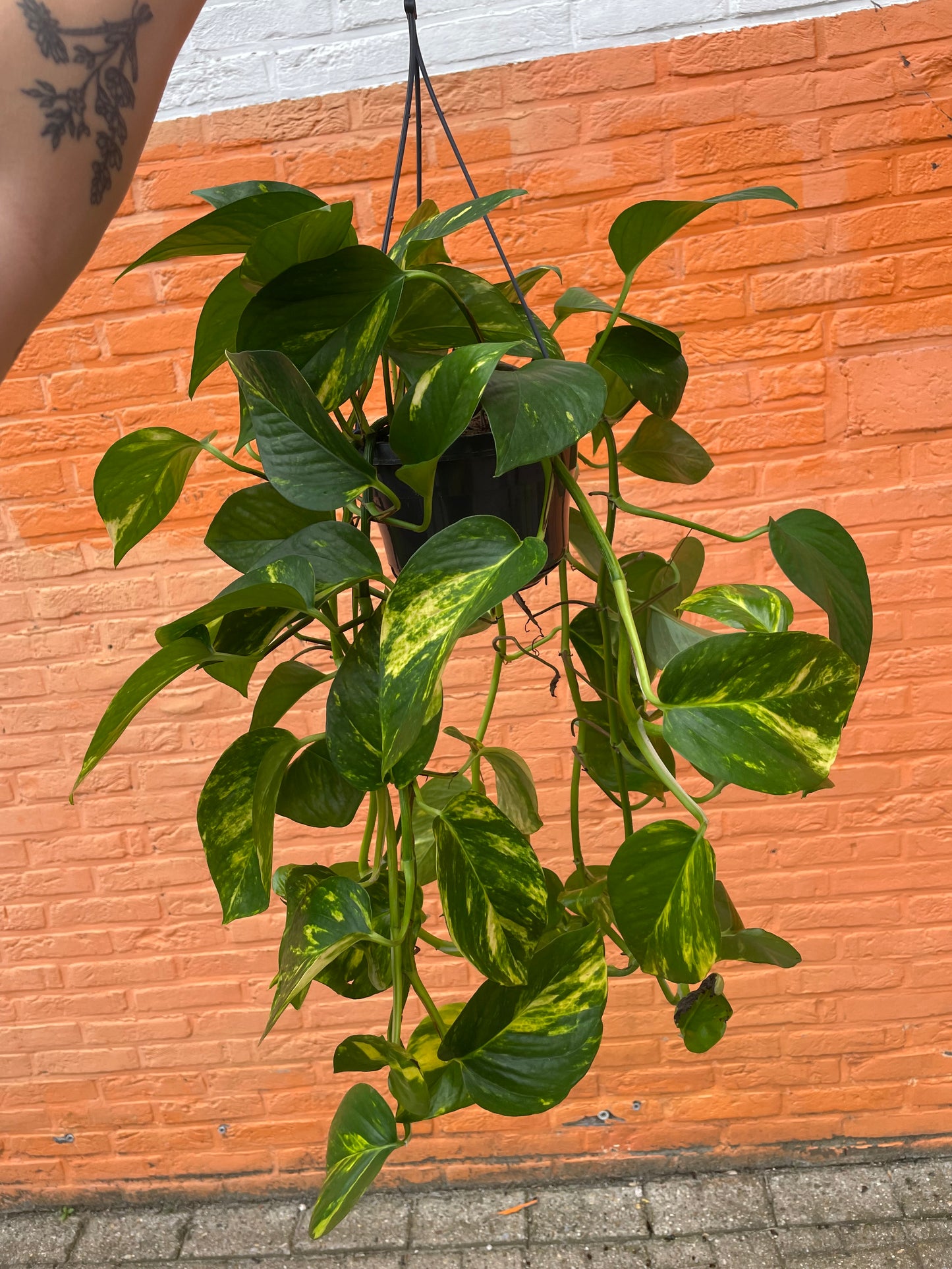 Epipremnum "aureum" (golden pothos)
