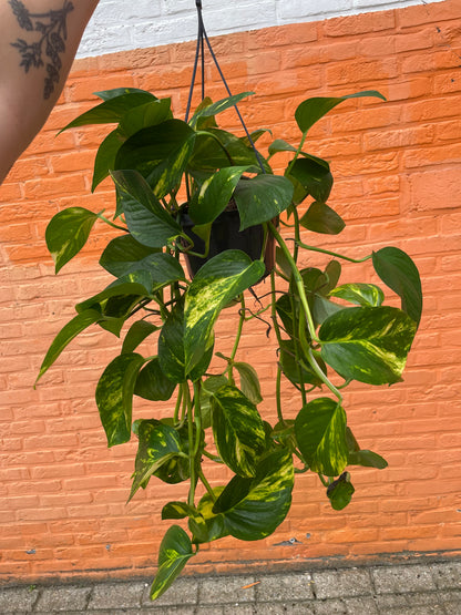 Epipremnum "aureum" (golden pothos)