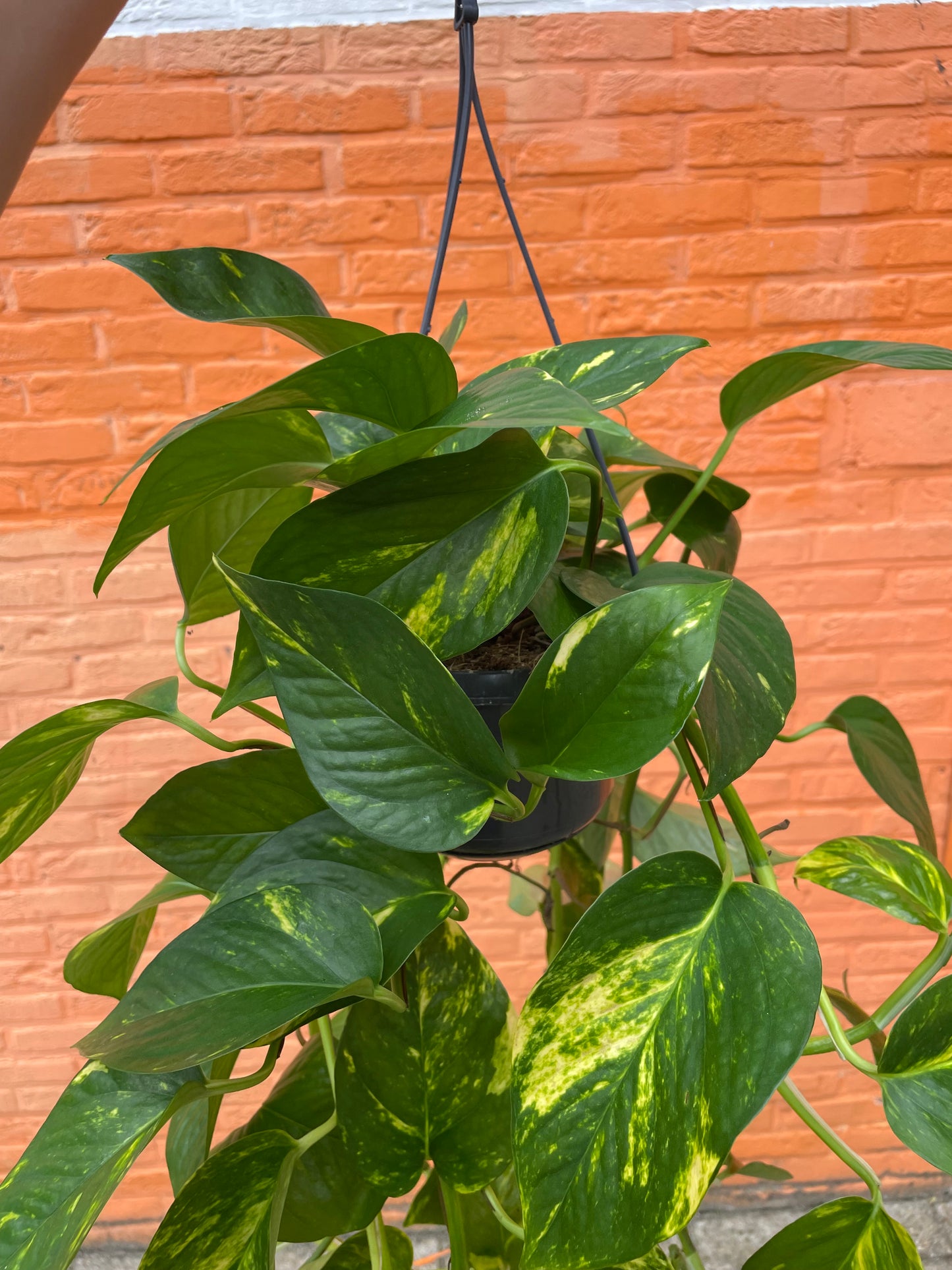 Epipremnum "aureum" (golden pothos)