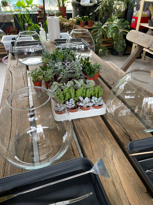 Workshop: terrarium met vetplantjes maken 02/09