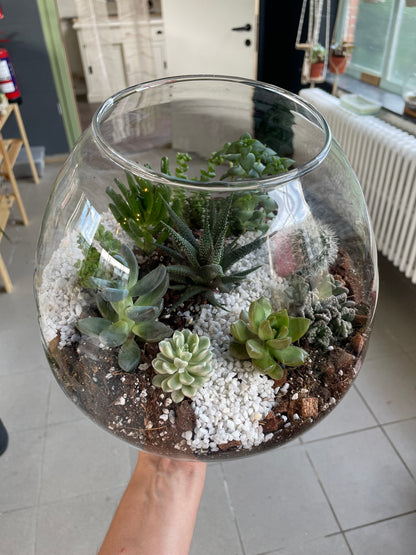 Workshop: terrarium met vetplantjes maken 02/09
