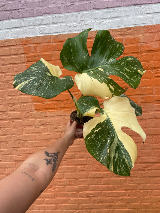Monstera "creme brulee"