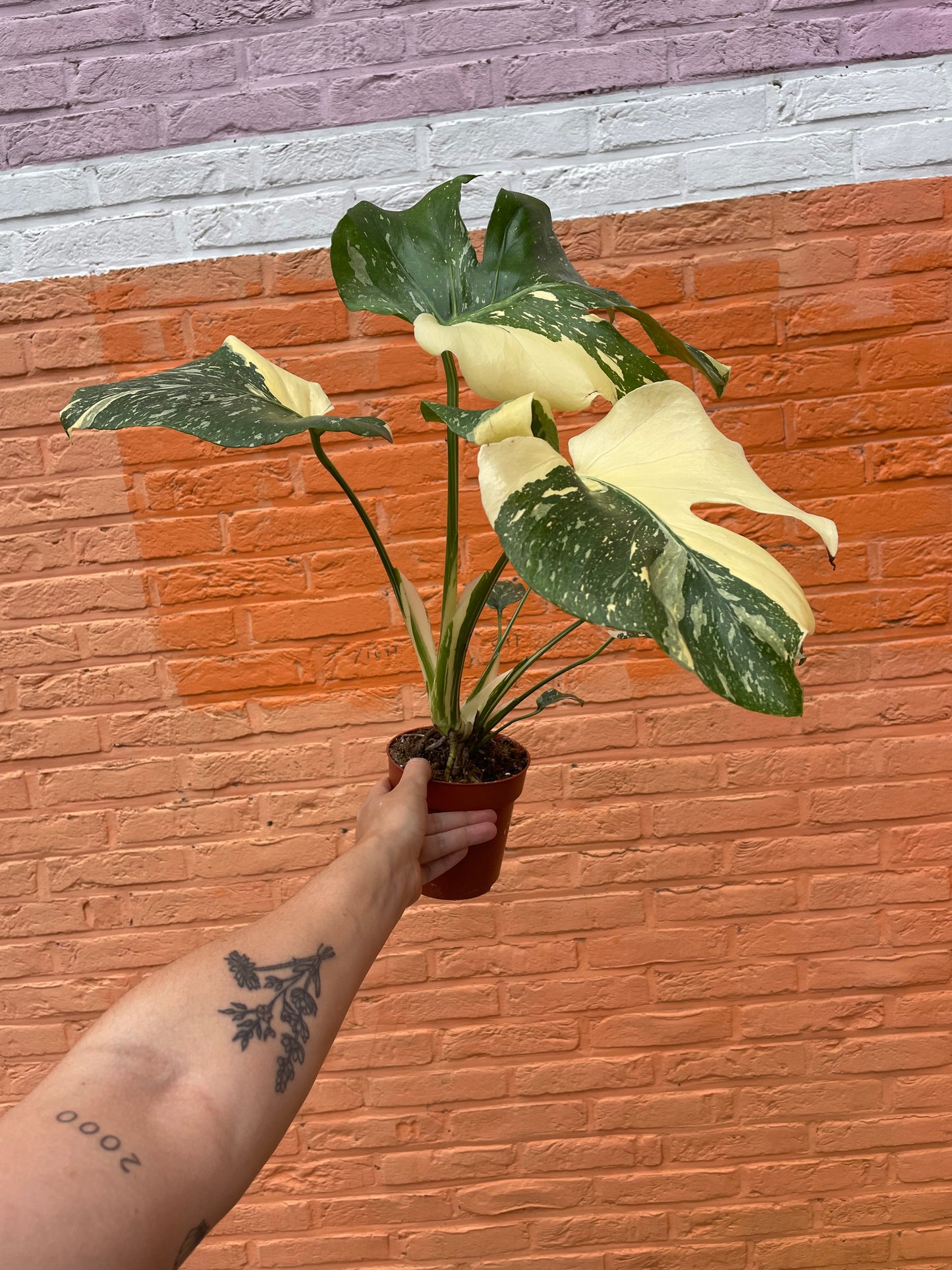 Monstera "creme brulee"