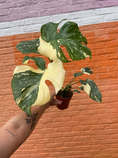 Monstera "creme brulee"