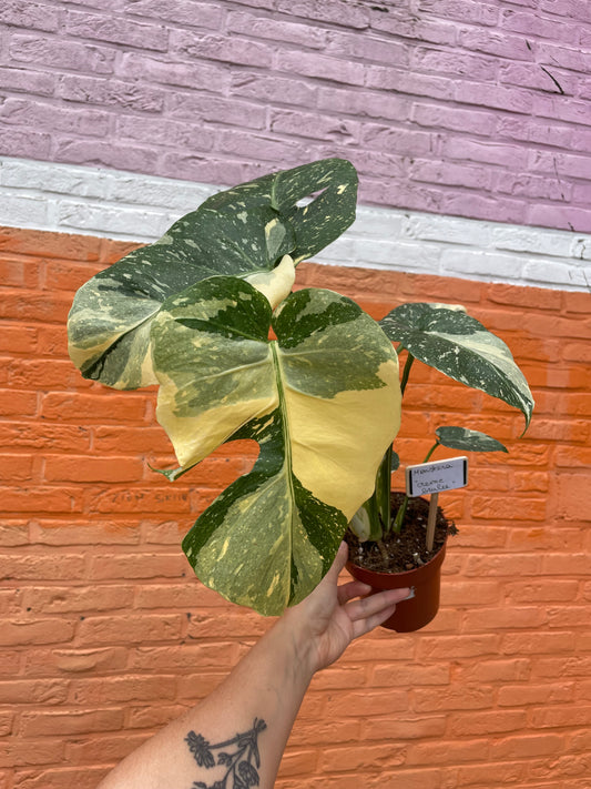 Monstera "creme brulee"