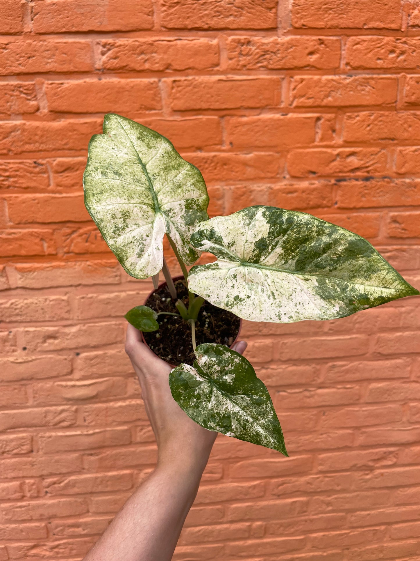 Alocasia "Macrorrhiza Splash"