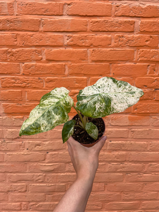 Alocasia Macrorrhiza Splash