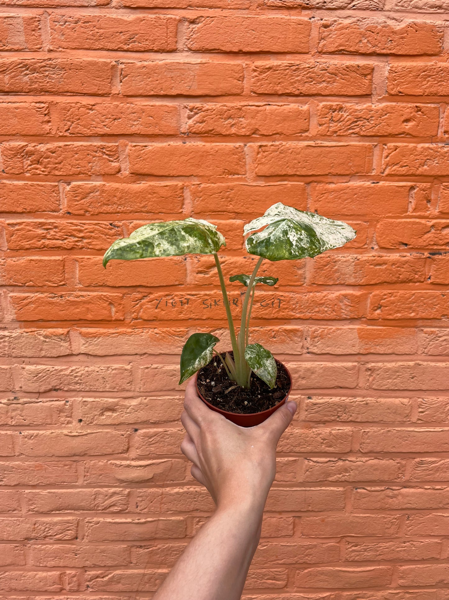 Alocasia Macrorrhiza Splash
