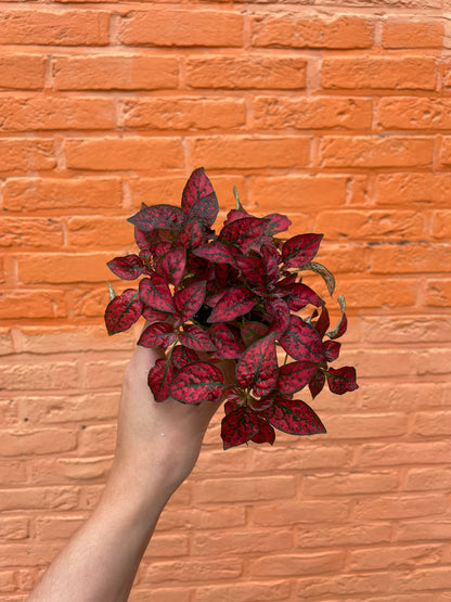Hypoestes donker roze (mini)