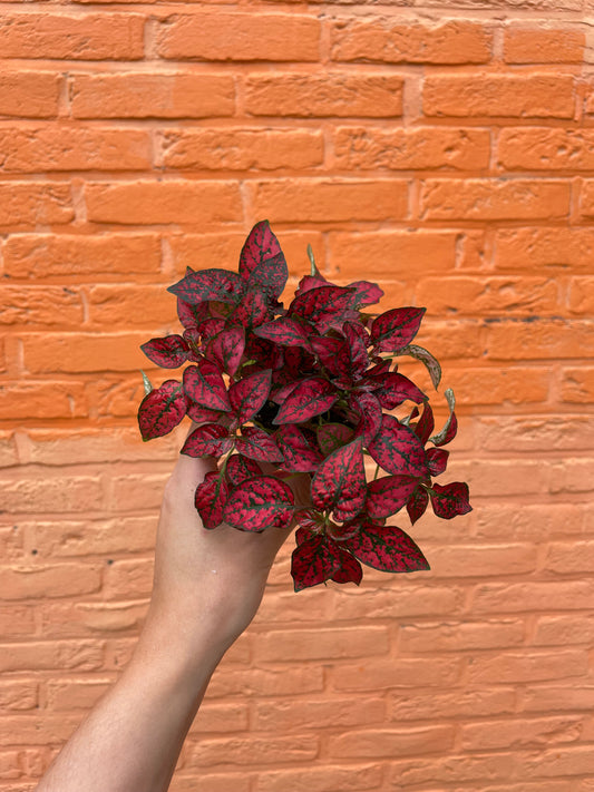 Hypoestes donker roze (mini)