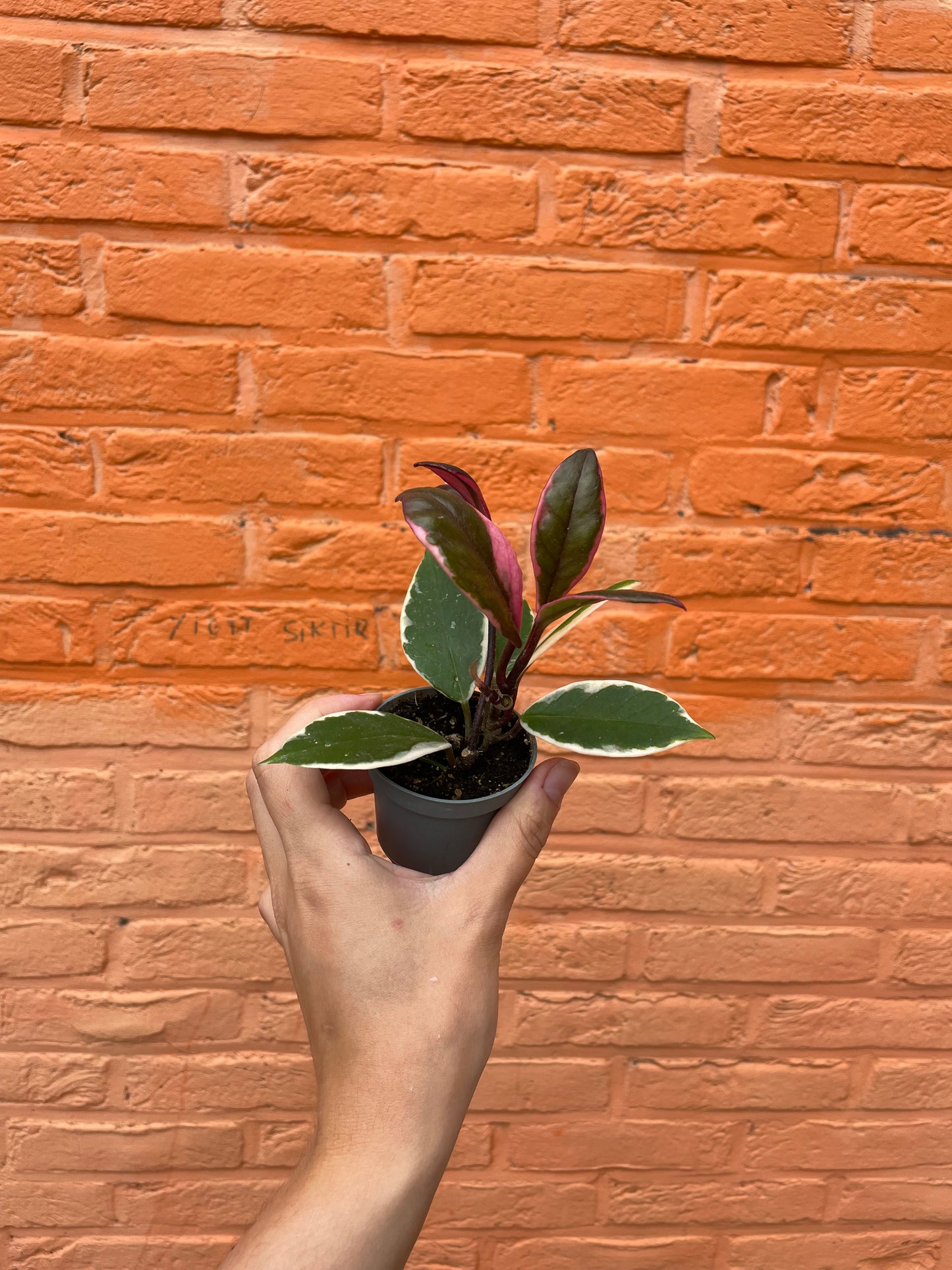Hoya "flamingo dream" (mini)