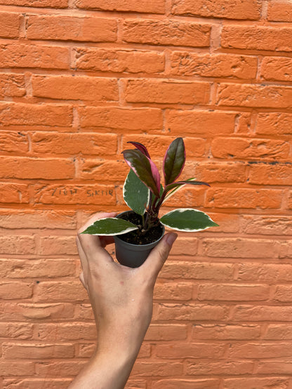Hoya "flamingo dream" (mini)