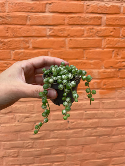 Senecio rowleyanus variegata (erwtenplantje)