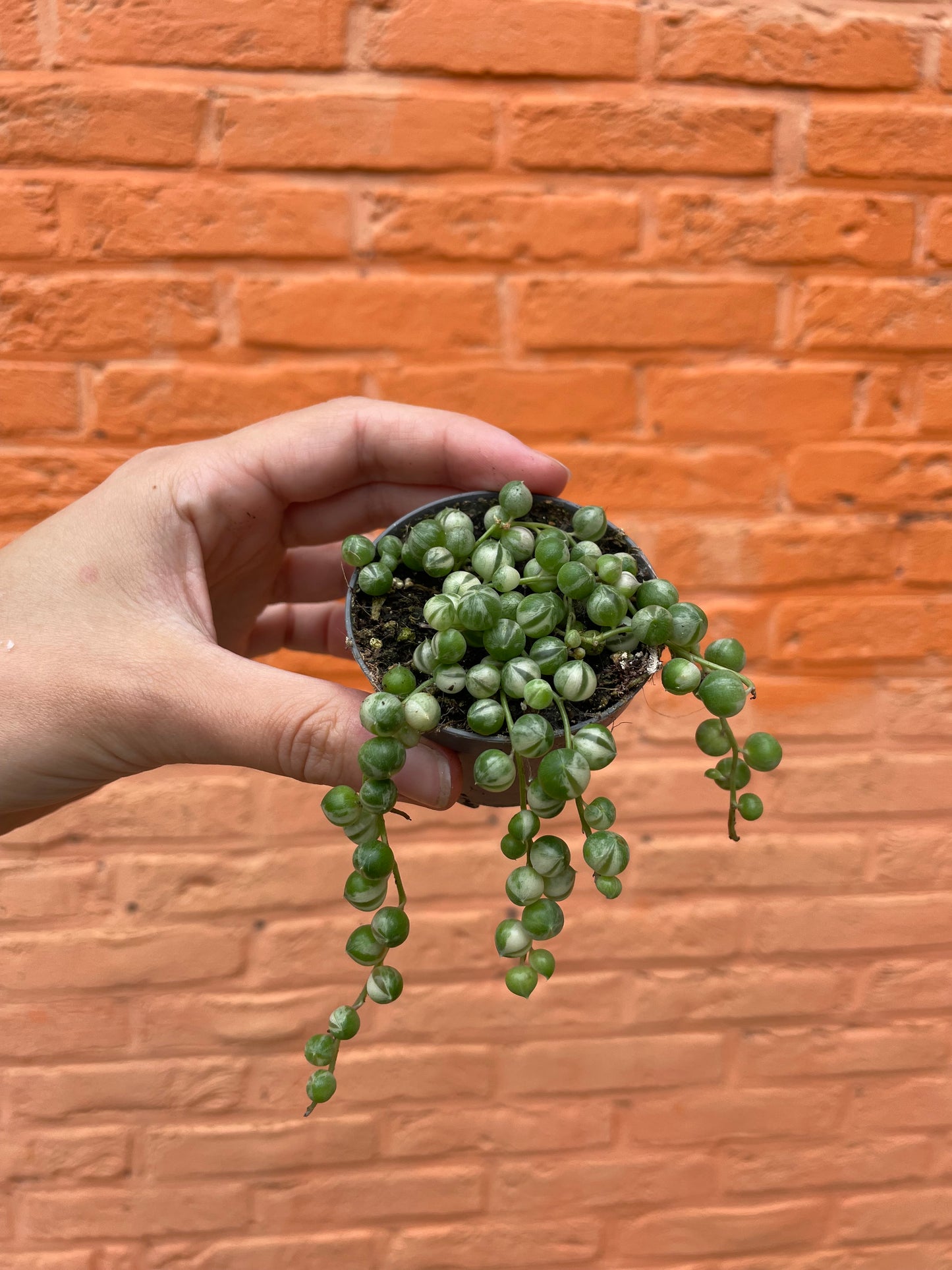 Senecio rowleyanus variegata (erwtenplantje)