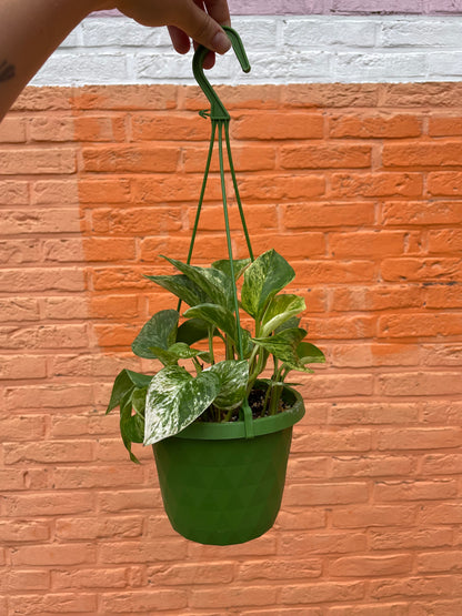 Epipremnum "marble queen"