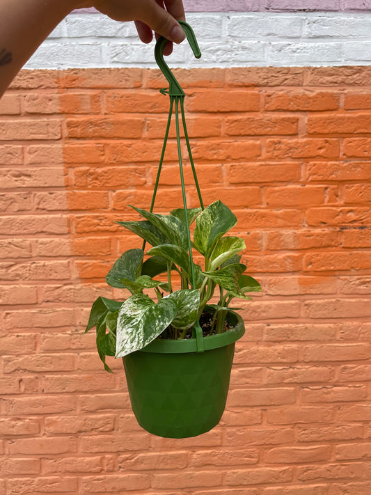 Epipremnum "marble queen"
