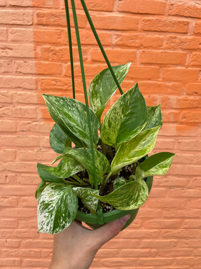 Epipremnum "marble queen"