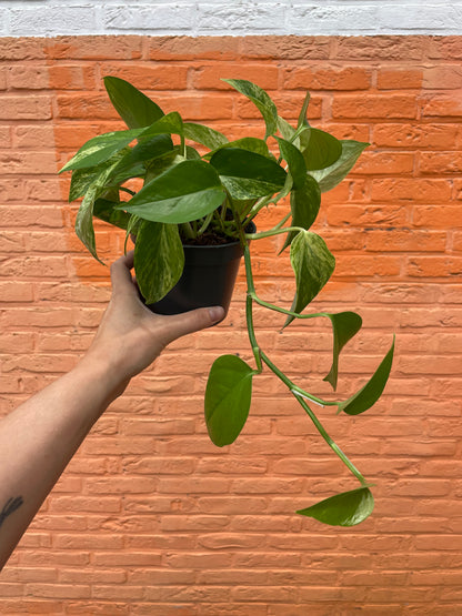 Epipremnum "marble queen"