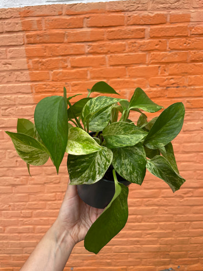 Epipremnum "marble queen"